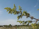 Artemisia annua. Верхушка боковой веточки цветущего растения. Казахстан, г. Тараз, правый берег долины р. Ушбулак (Карасу), у оз. Зербулак, рудеральное местообитание. 18 сентября 2022 г.