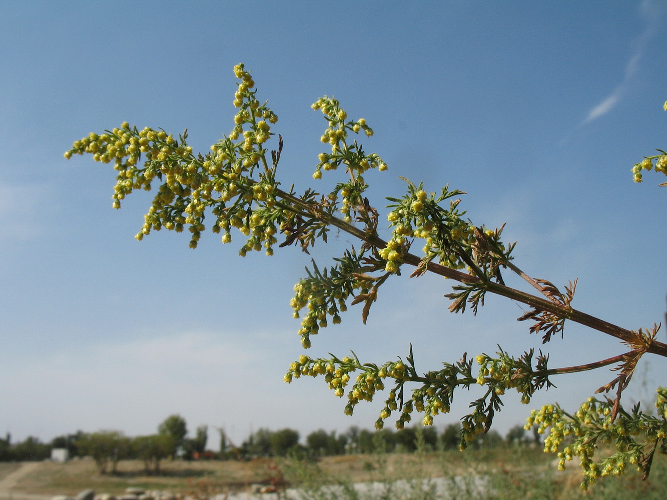 Изображение особи Artemisia annua.