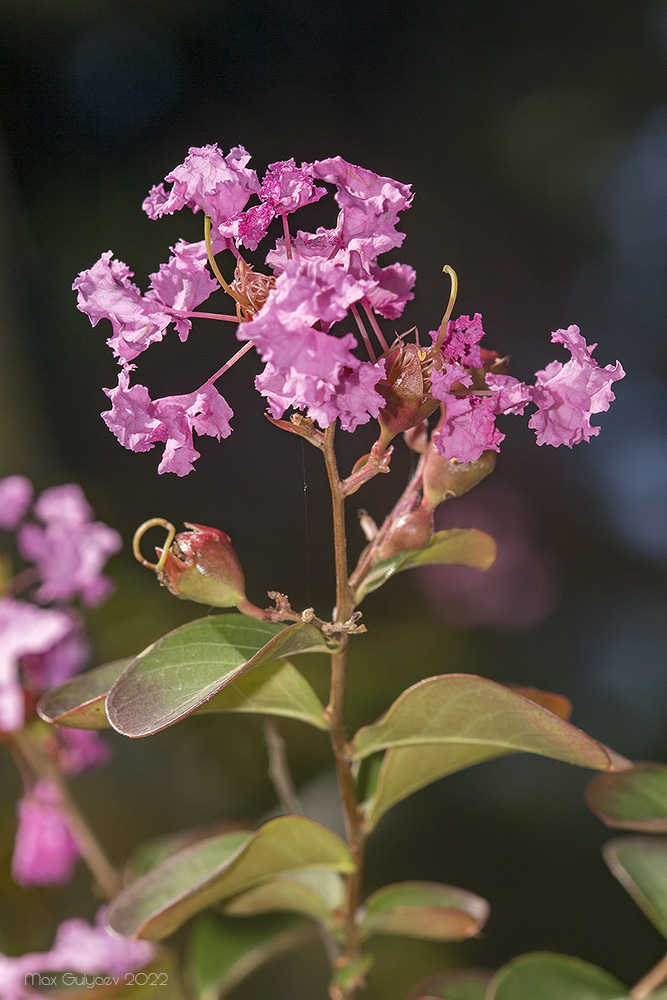 Изображение особи род Lagerstroemia.