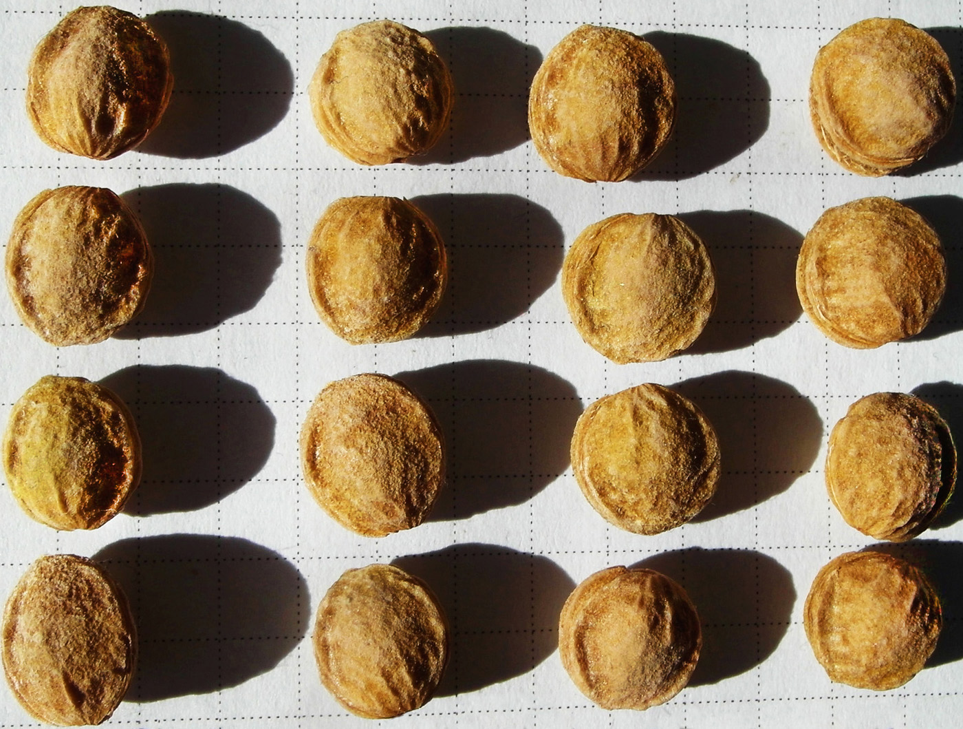 Image of Prunus spinosa specimen.