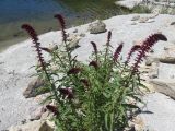 Lysimachia atropurpurea