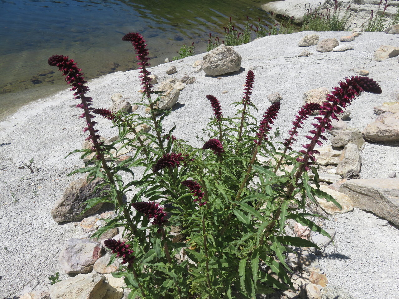 Изображение особи Lysimachia atropurpurea.