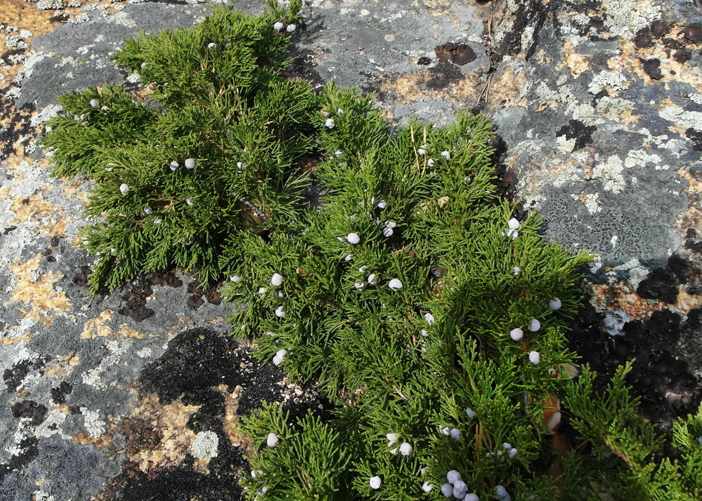 Image of Juniperus sabina specimen.