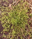 Stellaria media