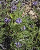 Astragalus danicus