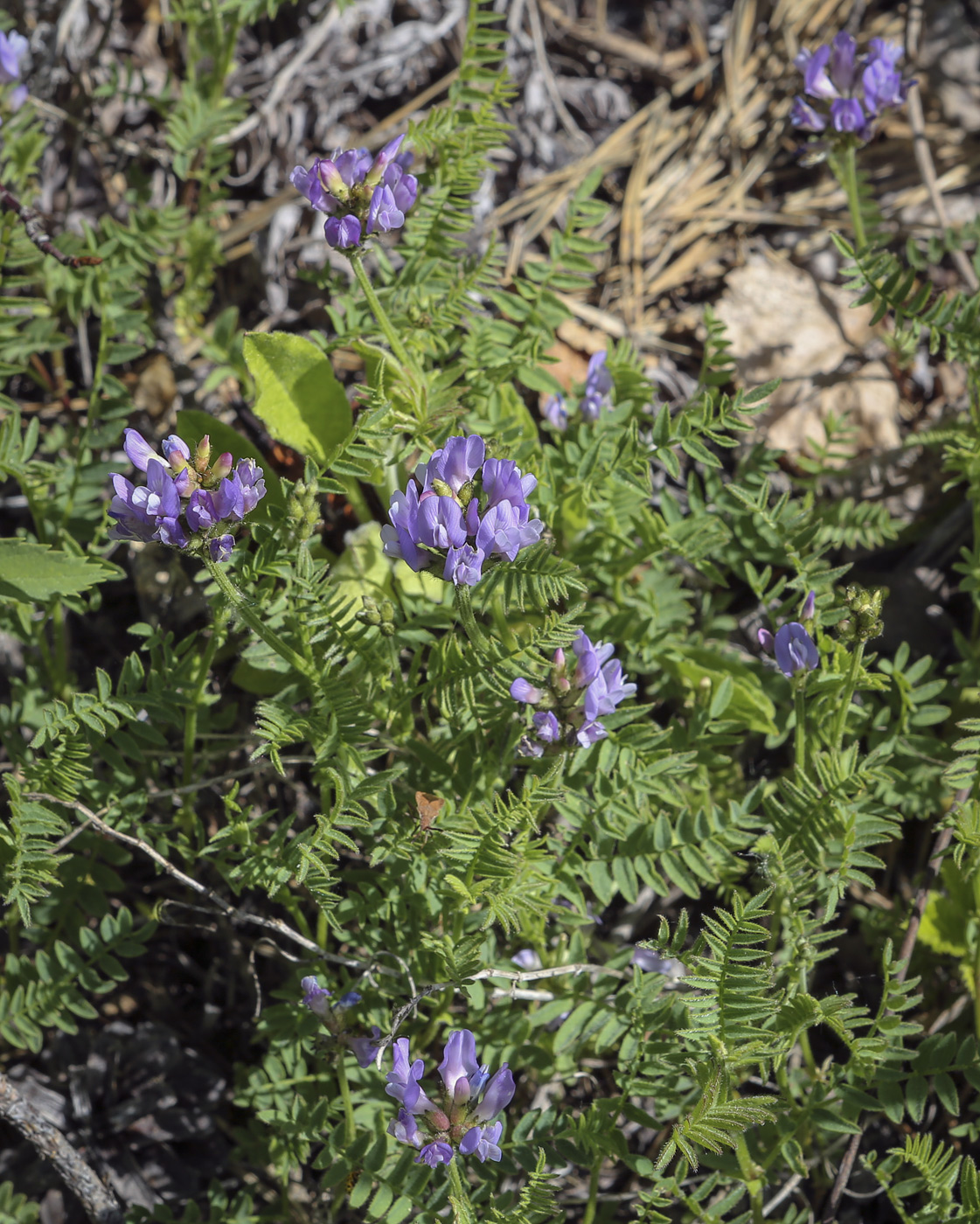 Изображение особи Astragalus danicus.