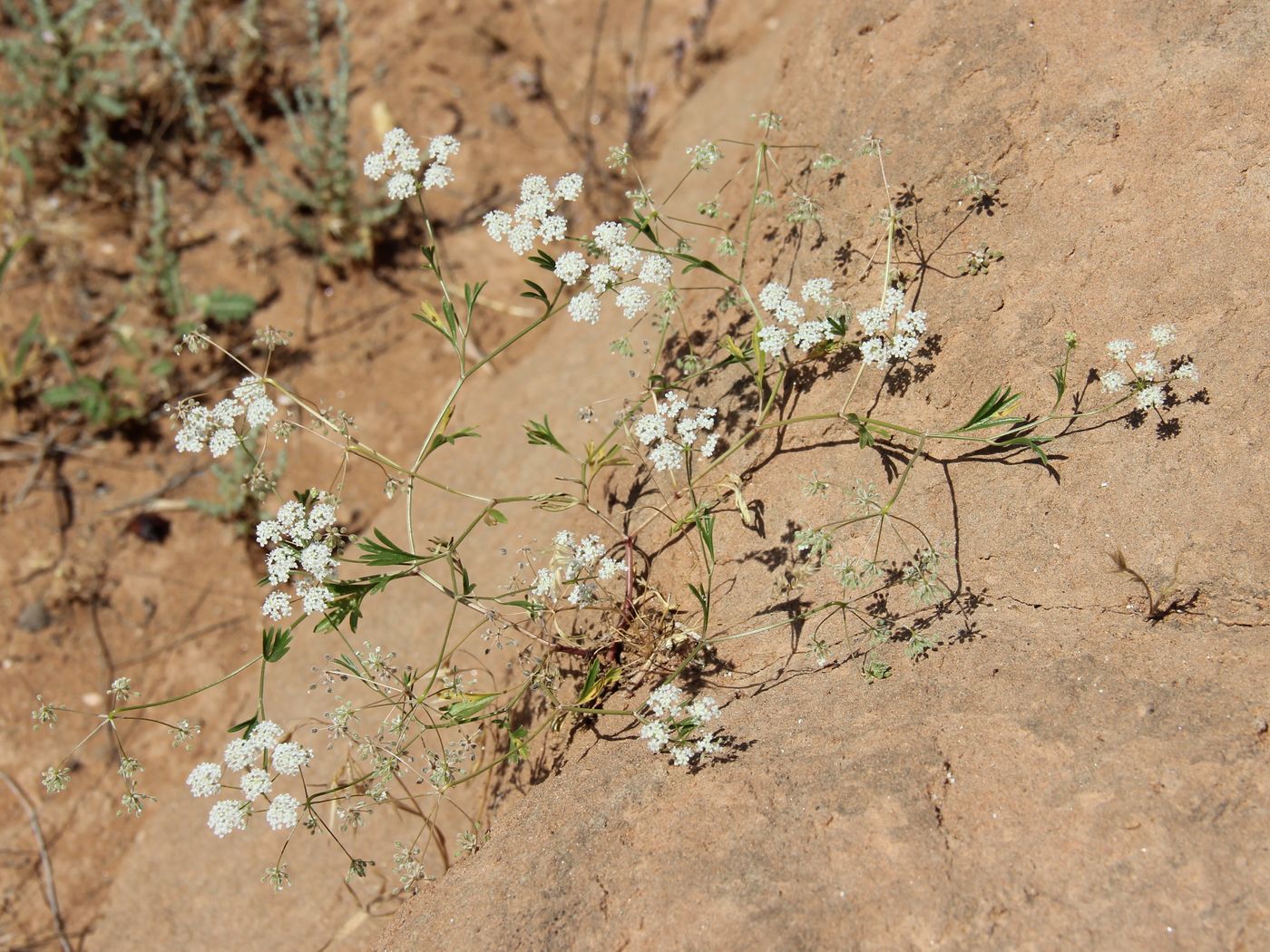 Изображение особи Aphanopleura leptoclada.