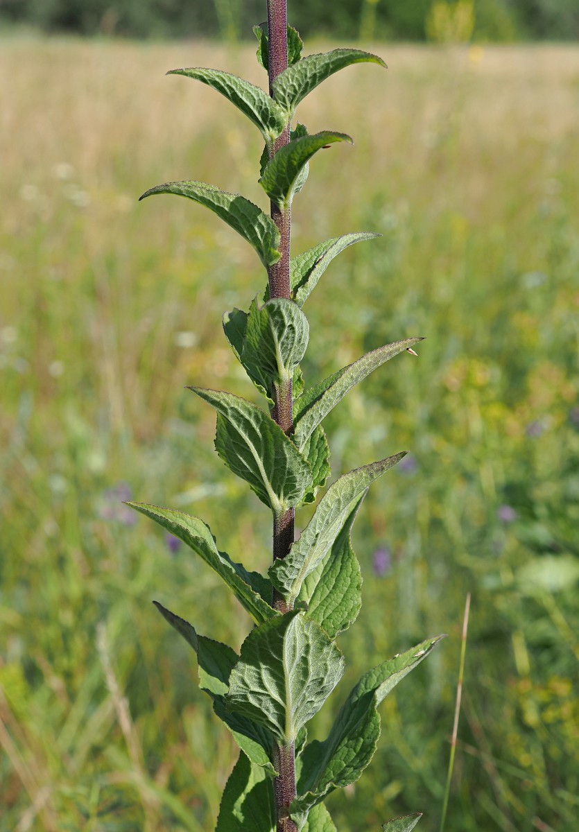 Image of Campanula bononiensis specimen.