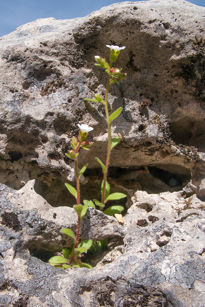 Изображение особи Saxifraga adscendens.