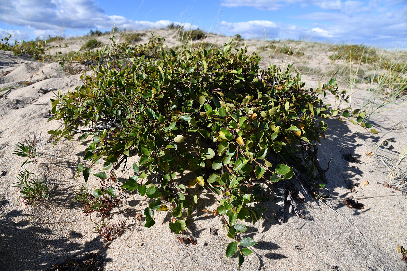 Image of Betula fusca specimen.