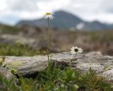 Anthemis saportana