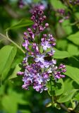 Syringa vulgaris. Распускающееся соцветие. Московская обл., г. Железнодорожный, в культуре. 30.05.2022.