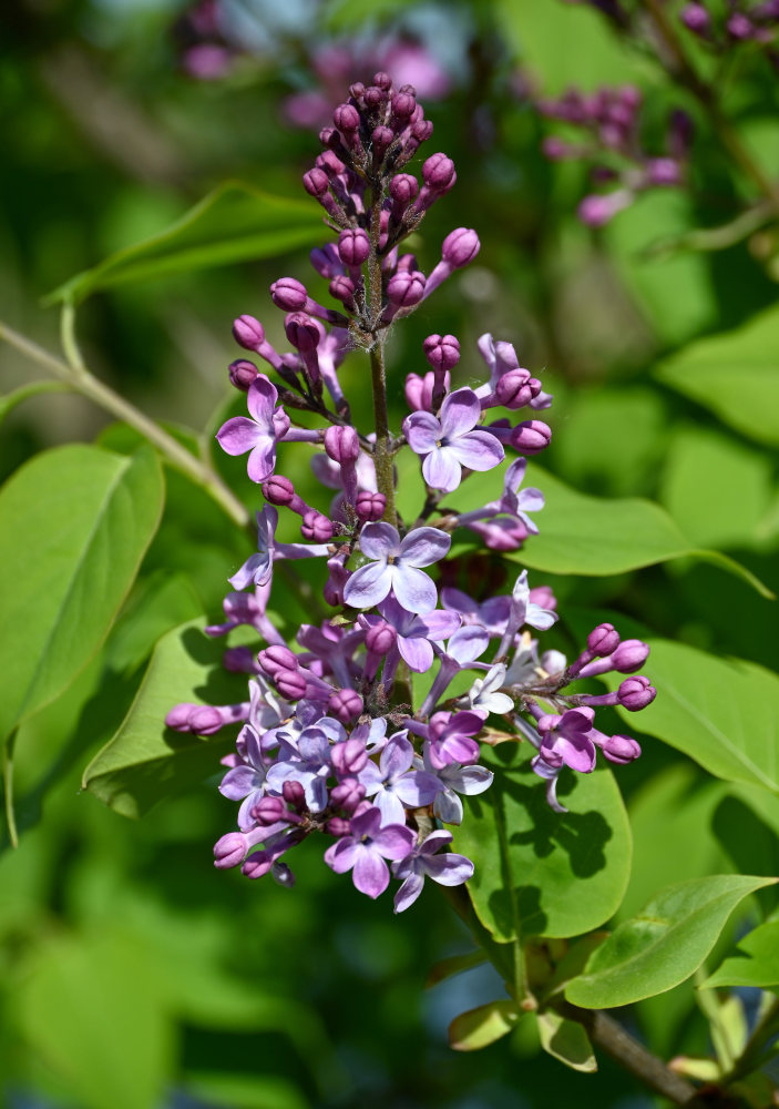 Image of Syringa vulgaris specimen.