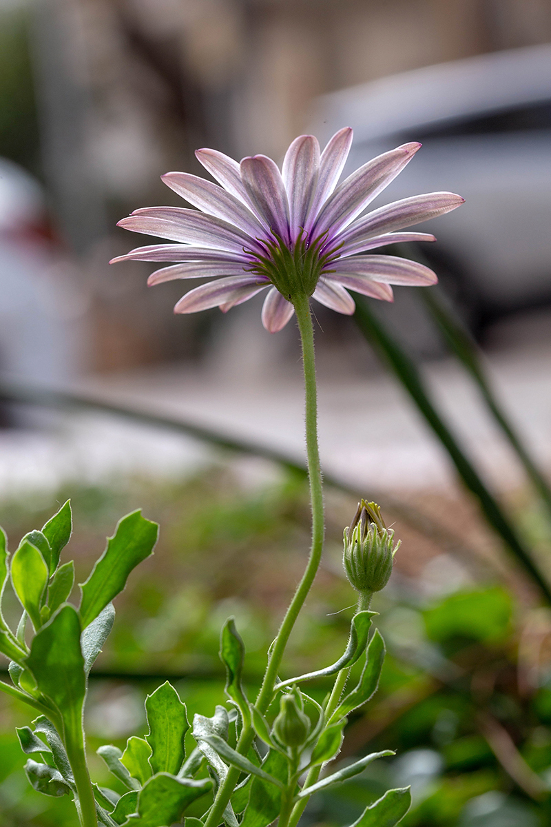 Изображение особи Dimorphotheca ecklonis.