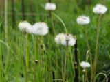 Tussilago farfara