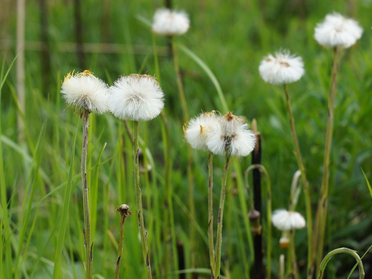 Image of Tussilago farfara specimen.