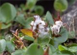 Salix herbacea