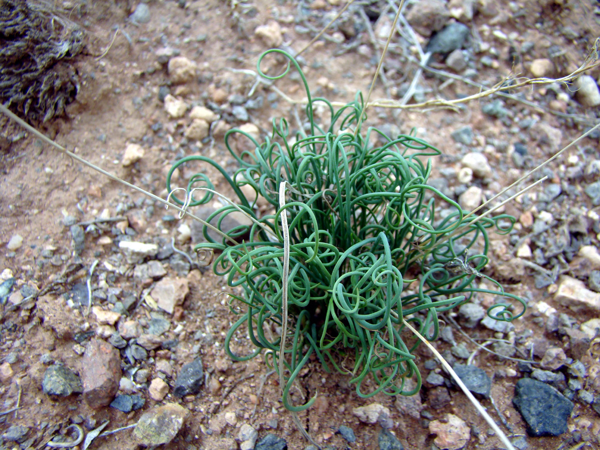 Image of Allium setifolium specimen.