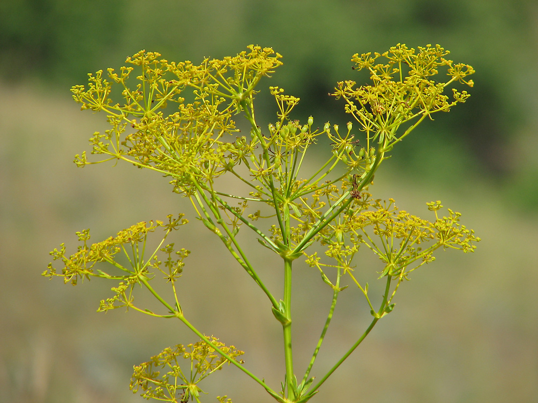 Image of Ferulago galbanifera specimen.