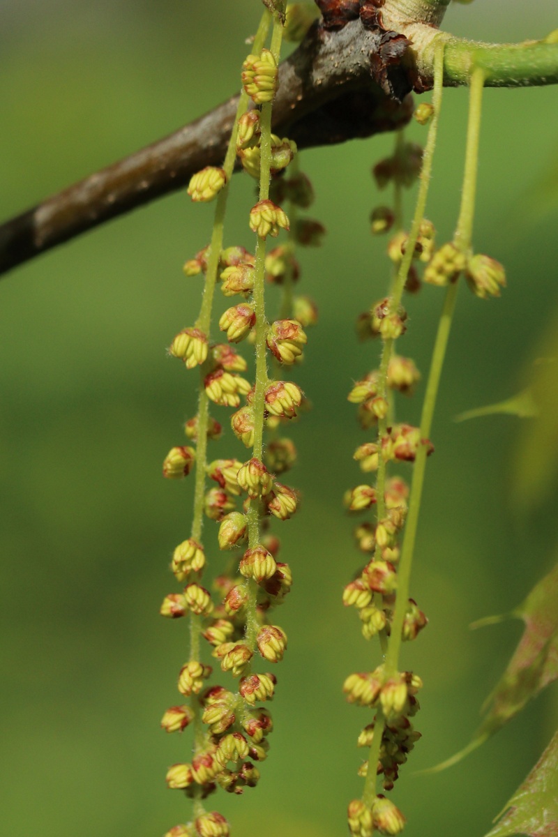 Изображение особи Quercus rubra.