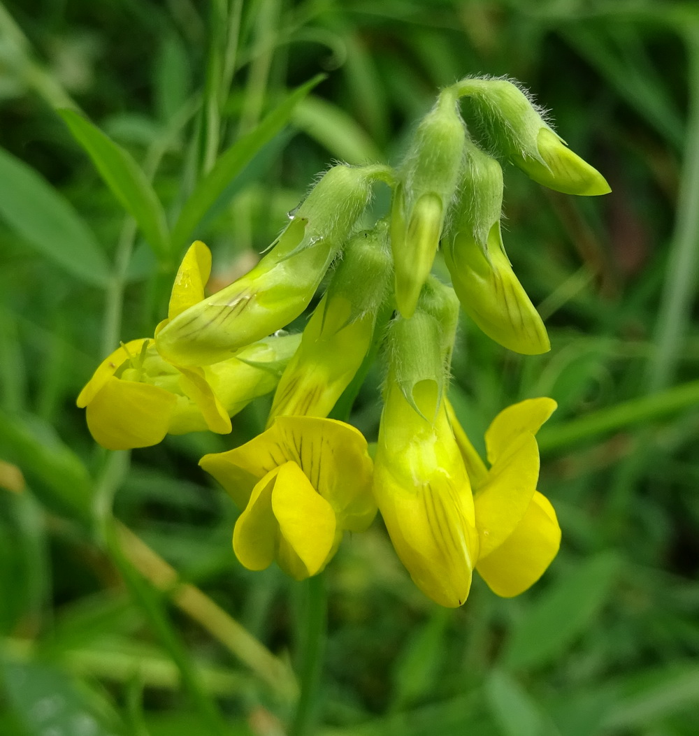 Image of Lathyrus pratensis specimen.