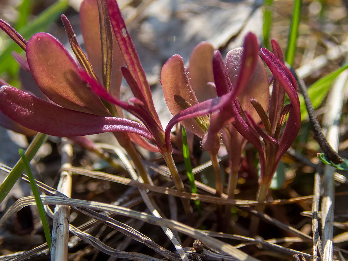 Изображение особи Melampyrum nemorosum.