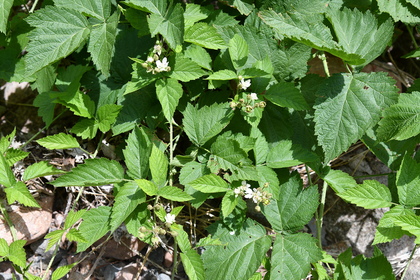 Изображение особи Rubus caesius.