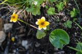 Caltha palustris