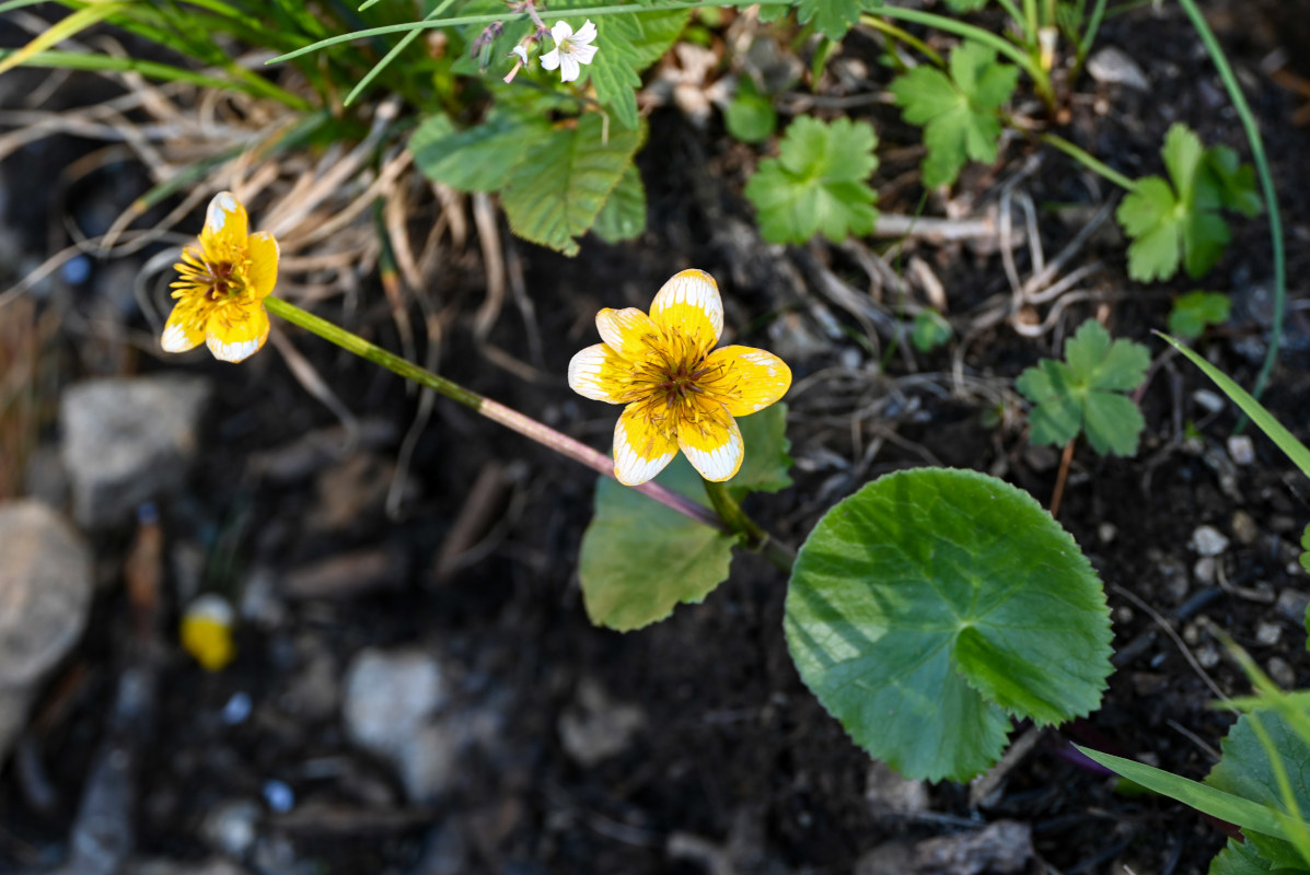 Изображение особи Caltha palustris.