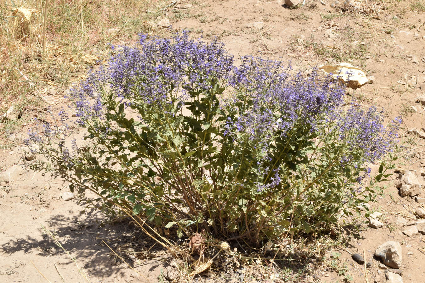 Image of Perovskia scrophulariifolia specimen.