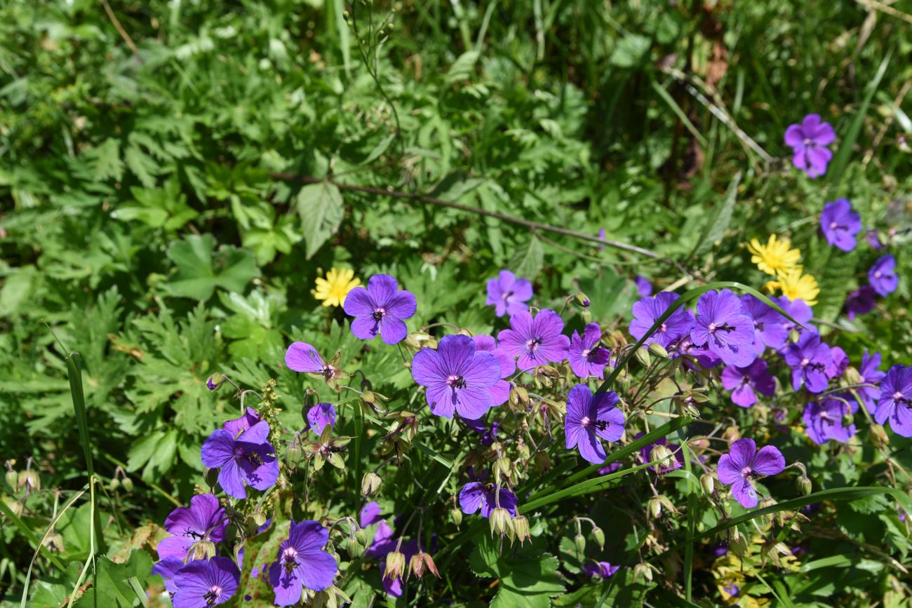 Изображение особи Geranium ruprechtii.