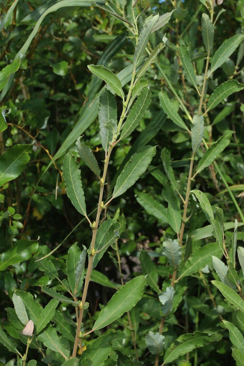 Image of Salix cinerea specimen.
