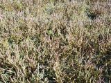 Salicornia perennans. Заросли на солонце. Заволжье, Самарская обл., Красноярский р-н, окр. с. Средняя Солонцовка. 23.09.2007.