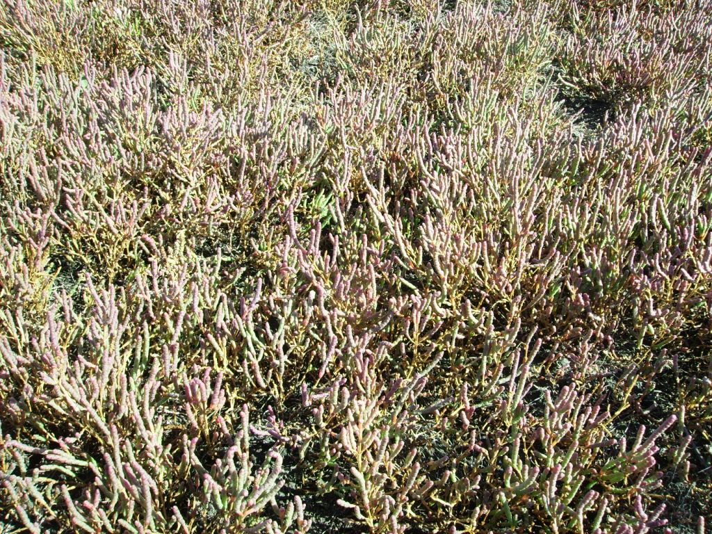 Image of Salicornia perennans specimen.