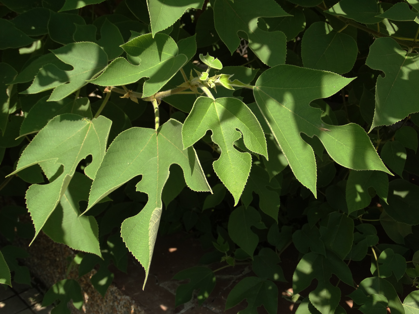 Image of Broussonetia papyrifera specimen.