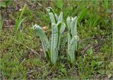 Inula helenium. Молодые листья, отрастающие после зимовки. Московская обл., Раменский р-н, окр. дер. Хрипань, садовый участок. 18.05.2023.