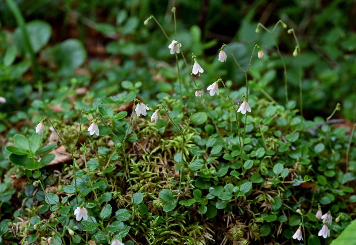 Image of Linnaea borealis specimen.