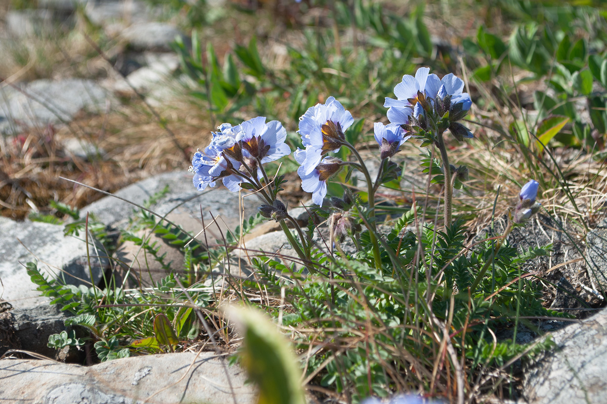 Image of Polemonium boreale specimen.