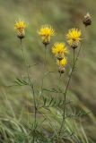 Centaurea orientalis. Верхушки цветущих растений. Ростовская обл., Красносулинский р-н, балка Ясеновская, степной склон. 29.07.2023.