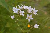 Gadellia lactiflora