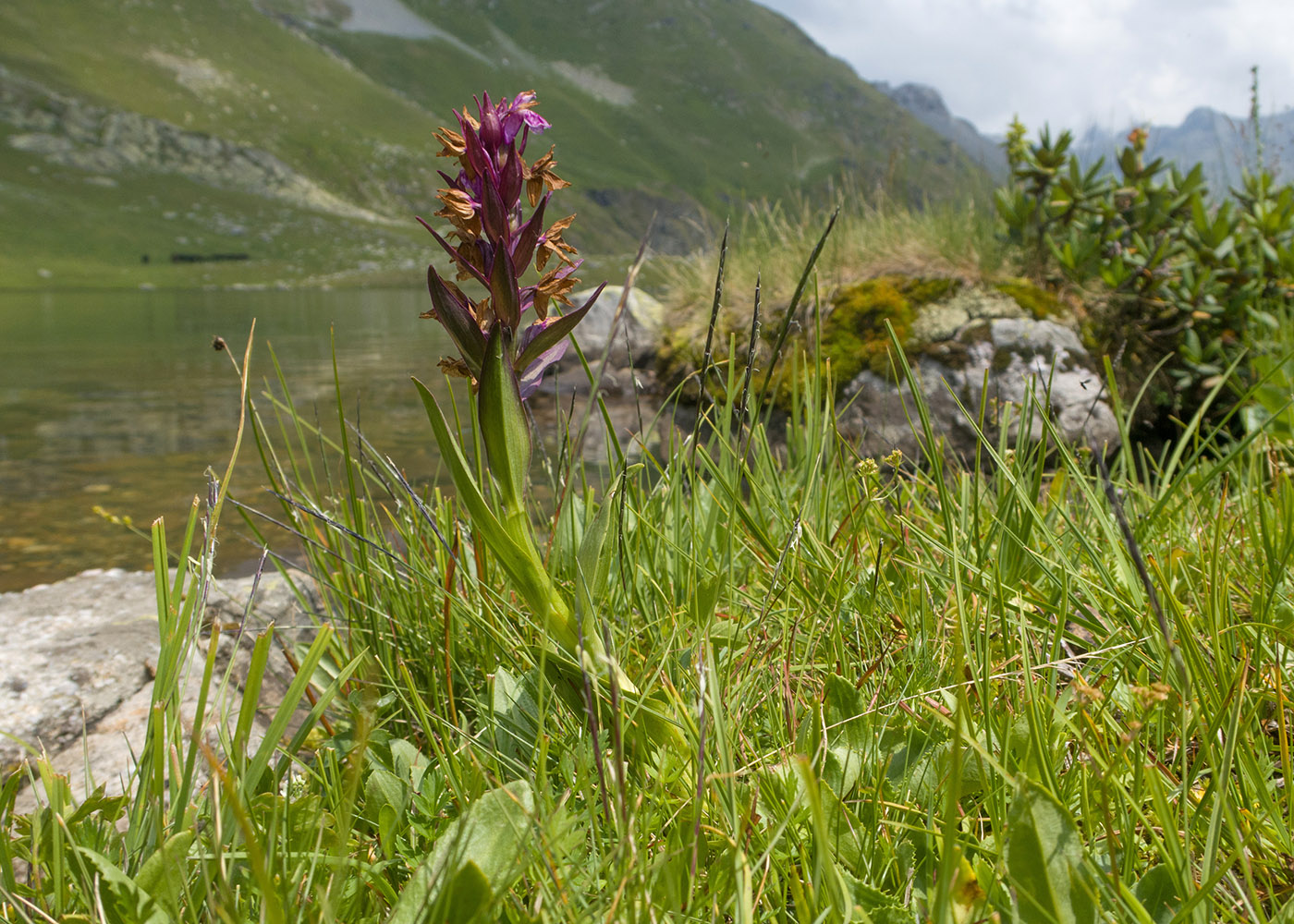 Image of Dactylorhiza euxina specimen.