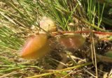 Astragalus henningii