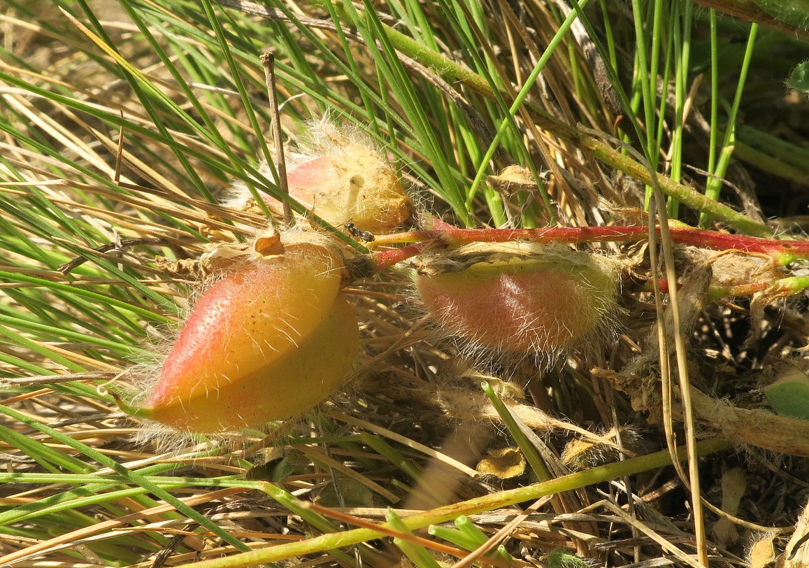 Изображение особи Astragalus henningii.