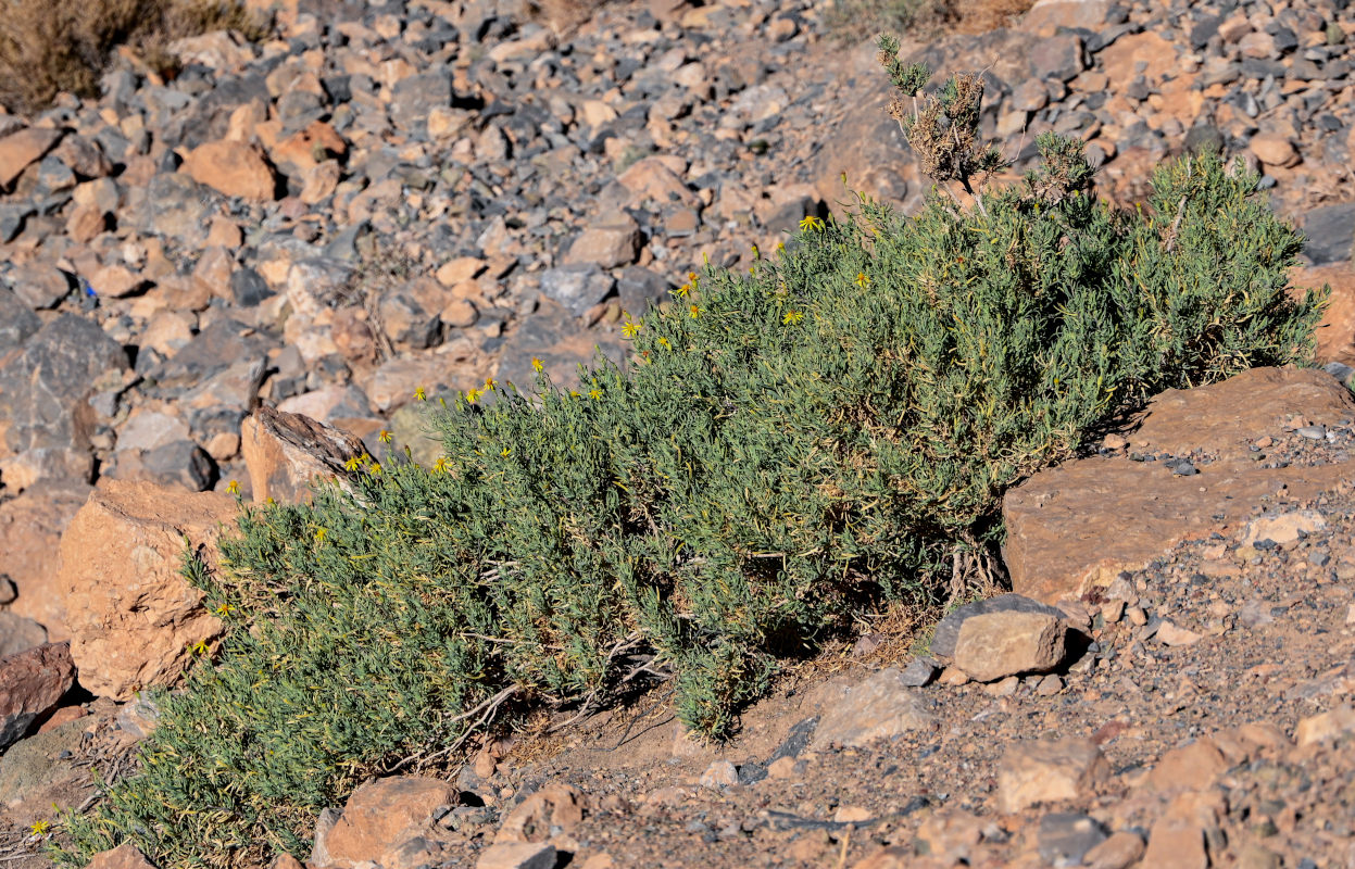 Изображение особи Hertia maroccana.