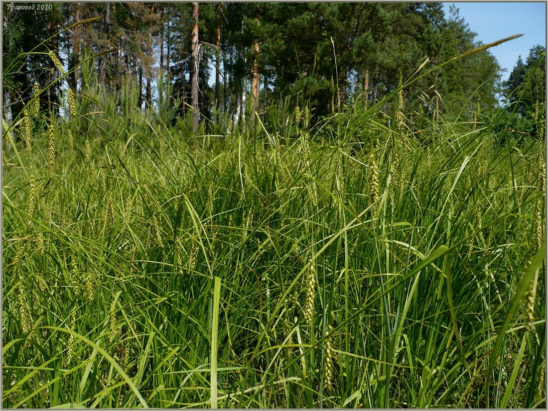 Image of Carex sylvatica specimen.