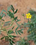 Potentilla semiglabra. Верхушка побега с соцветиями с цветками и бутонами. Республика Саха (Якутия), г. Якутск, на берегу протоки. 02.08.2023.