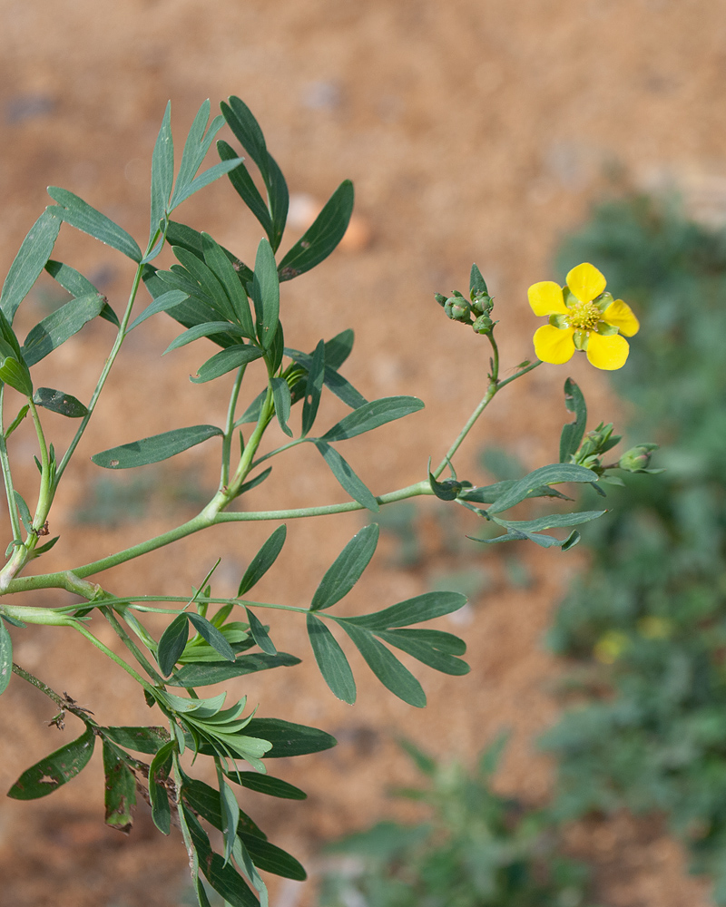 Image of Potentilla semiglabra specimen.