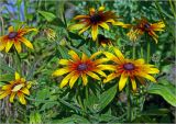 Rudbeckia hirta. Цветущее растение с раскрывшимися и нераскрывшимися соцветиями. Московская обл., Раменский р-н, окр. дер. Хрипань, садовый участок. 23.07.2023.