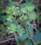 Thalictrum minus. Верхушка растения с развивающимся соцветием. Пермский край, Кунгурский р-н, окр. дер. Дейково, ур. Греховская гора, разнотравный луг на вершине урочища. 04.06.2023.