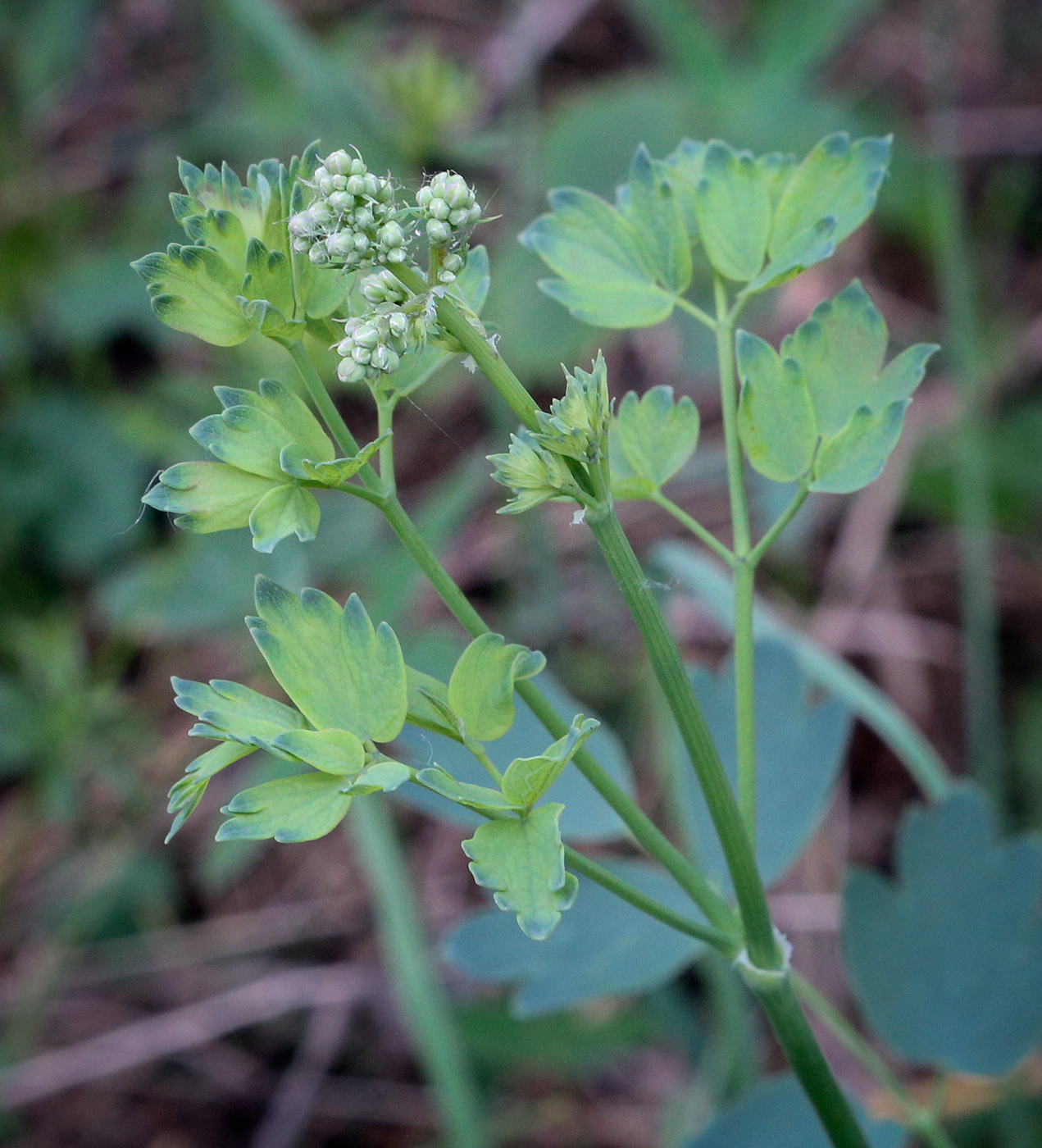 Изображение особи Thalictrum minus.